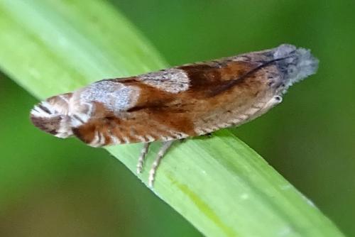 Réf. 307 501 : Ancylis uncella